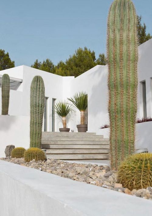 Currently Obsessing: Cacti Gardens